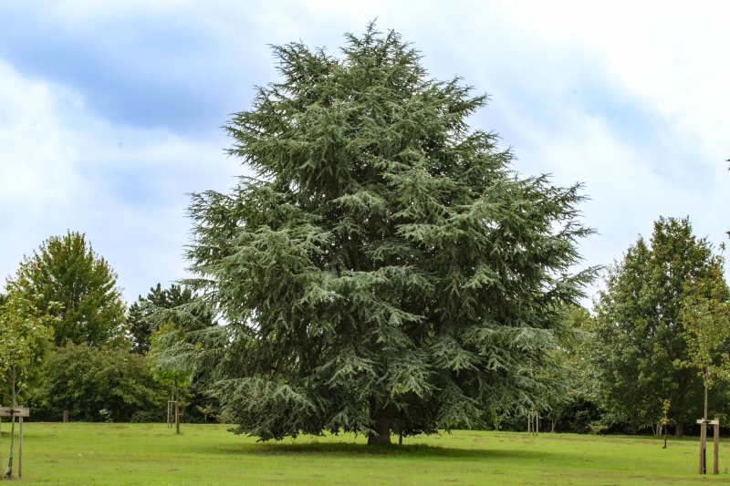 Newbury Farm Arboretum